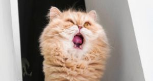 el-gato-ransomware-cat-senoststechforum